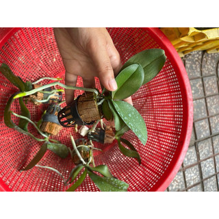 Hồ Điệp Cây Giống Đủ Màu (chọn được màu)