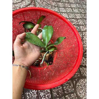 Hồ Điệp Cây Giống Đủ Màu (chọn được màu)