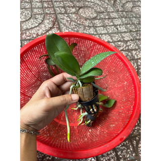 Hồ Điệp Cây Giống Đủ Màu (chọn được màu)