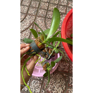 Hồ Điệp Cây Giống Đủ Màu (chọn được màu)