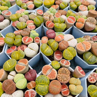 Chậu mix 10-12 cây lithops, thạch lan, sen mông (ảnh thật của shop)