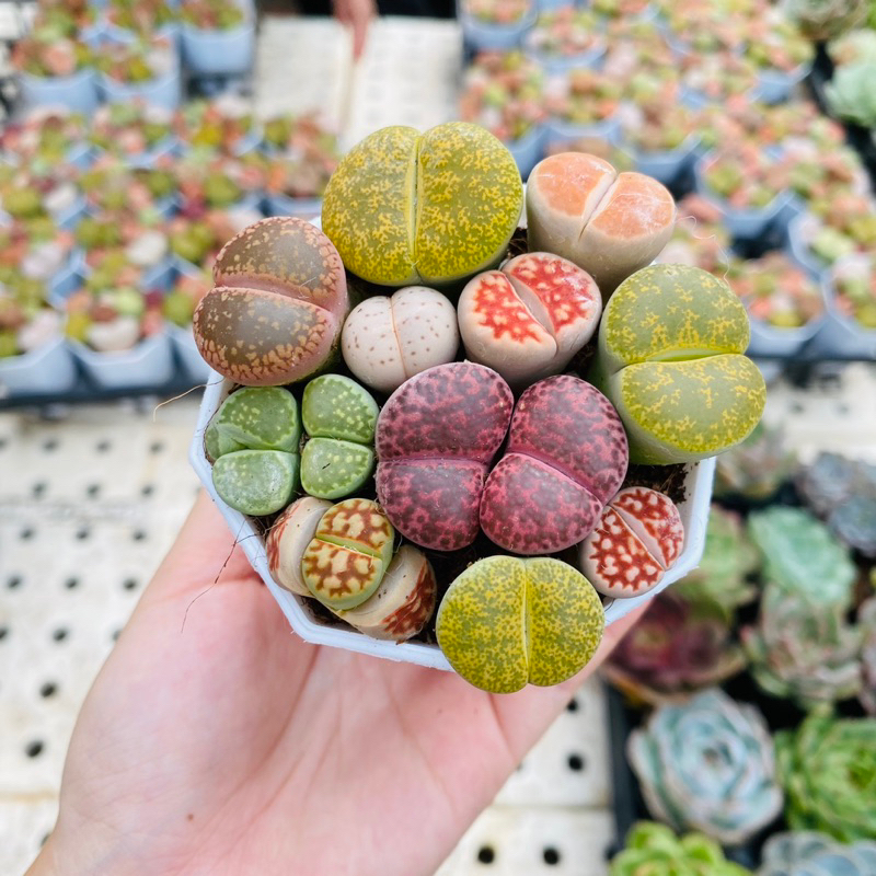 Chậu mix 10-12 cây lithops, thạch lan, sen mông (ảnh thật của shop)