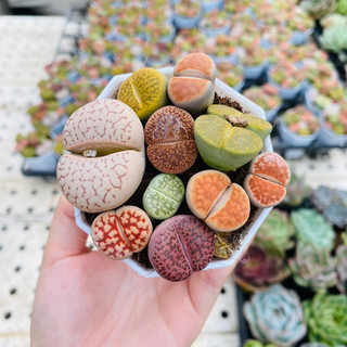 Chậu mix 10-12 cây lithops, thạch lan, sen mông (ảnh thật của shop)