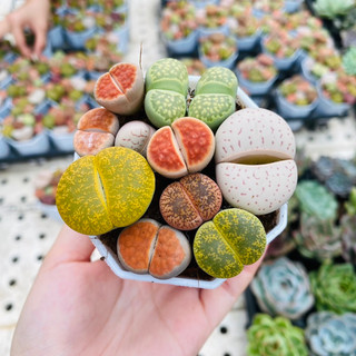 Chậu mix 10-12 cây lithops, thạch lan, sen mông (ảnh thật của shop)