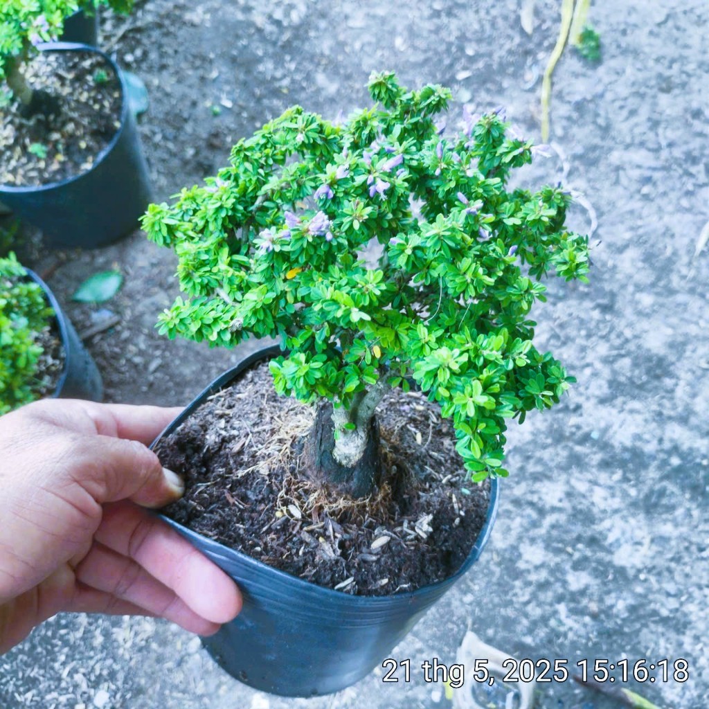 Cây Linh Sam hạt gạo size mini, hợp mệnh Mộc và Hỏa, trang trí nhà cửa, sân vườn, trang trí nội thất