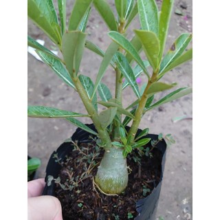 Cây hoa sứ thái - cây cảnh đẹp