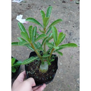 Cây hoa sứ thái - cây cảnh đẹp