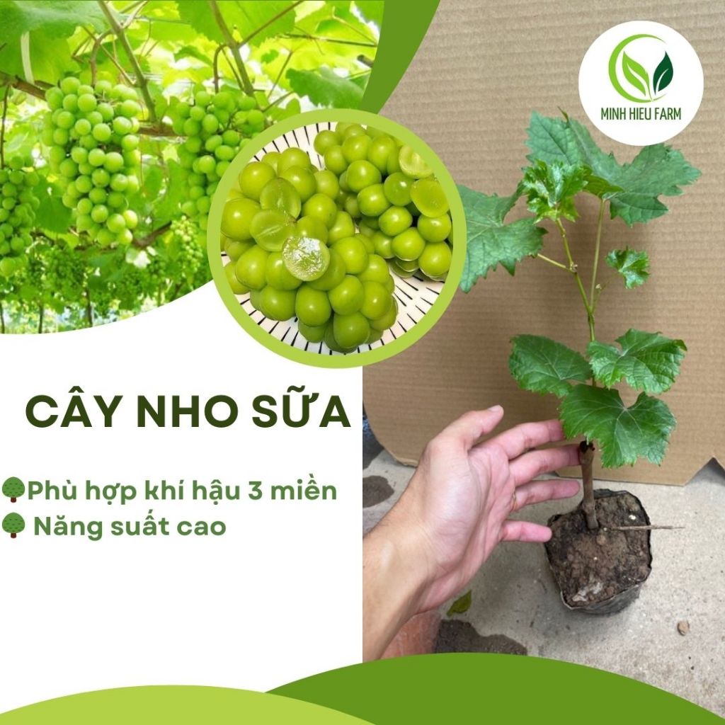 Cây nho mẫu đơn/ Nho sữa không hạt