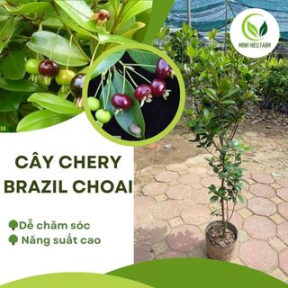 Cây cherry ( chery) Brazil choai cao 1m trở lên ảnh thật số 2