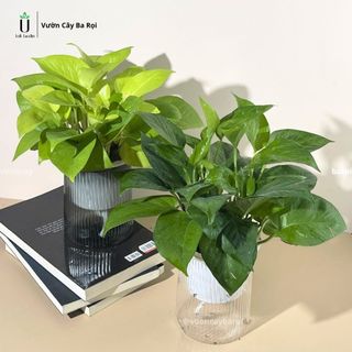  Chậu Cây Trầu Bà Thuỷ Sinh Cây Để Bàn Phong Thuỷ Hút May Mắn Tài Lộc Trang Trí Vườn 