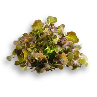 Hạt Giống Xà Lách Sồi Tím Italy (Oakleaf) Chịu Nhiệt Tốt, Thu Hoạch Nhanh