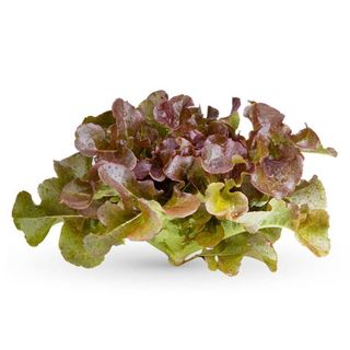Hạt Giống Xà Lách Sồi Tím Italy (Oakleaf) Chịu Nhiệt Tốt, Thu Hoạch Nhanh