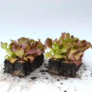 Hạt Giống Xà Lách Sồi Tím Italy (Oakleaf) Chịu Nhiệt Tốt, Thu Hoạch Nhanh