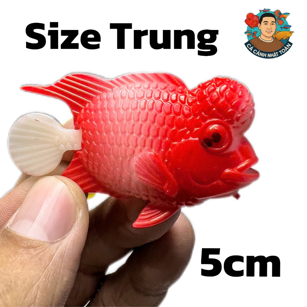 CÁ LA HÁN GIẢ TRUNG LÀM CÁ KÈ CHO LA HÁN (MÀU NGẪU NHIÊN)