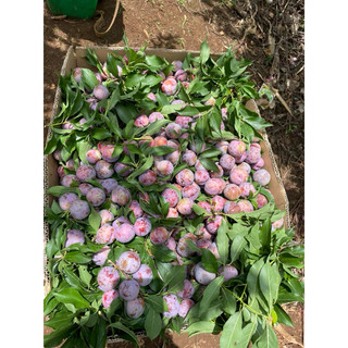 Mận hậu xô đẹp mận chinh vụ Sơn La( chỉ nhận đơn miền Bắc đến miền Trung)