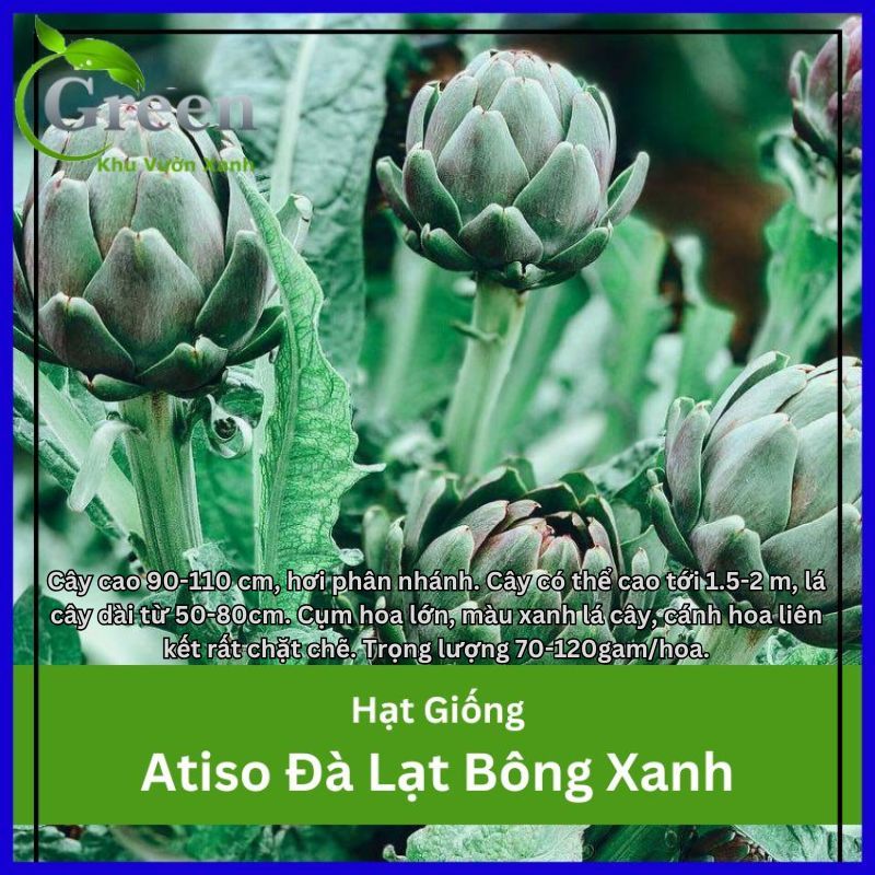 Hạt Giống Atiso Đà Lạt Bông Xanh Bông Lớn Tròn Đều