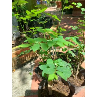 Cây bồ ngót - cây giống