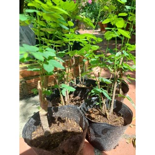Cây bồ ngót - cây giống