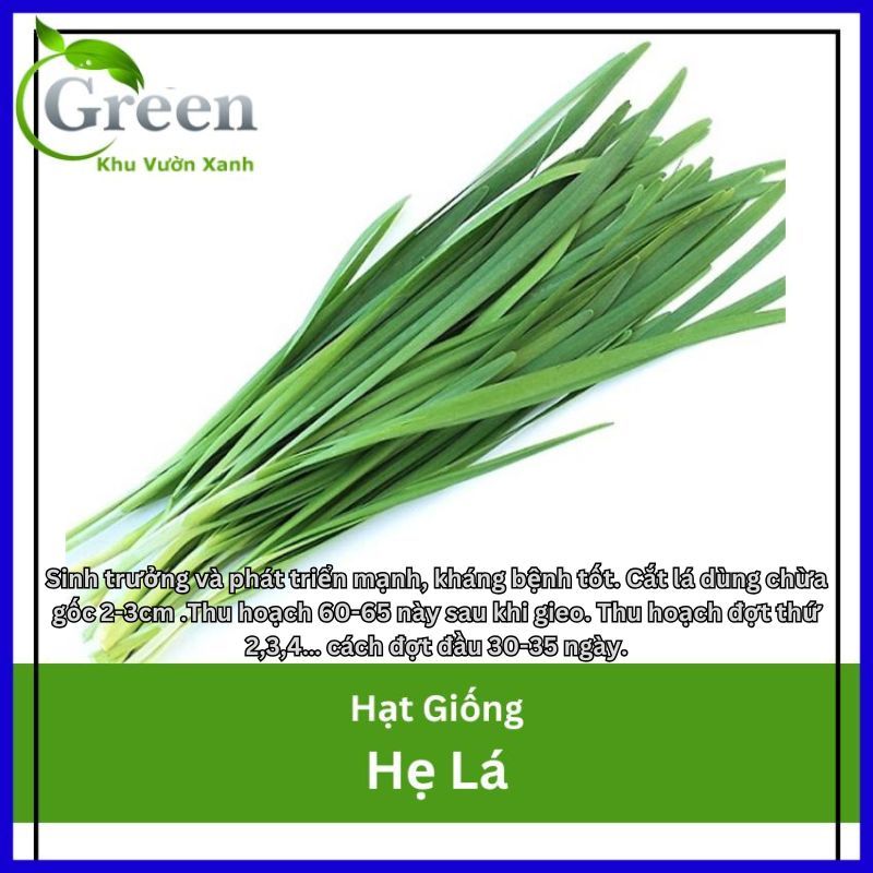 Hạt Giống Hẹ Lá Cao Sản Thu Hoạch Quanh Năm, Dễ Trồng Chăm Sóc