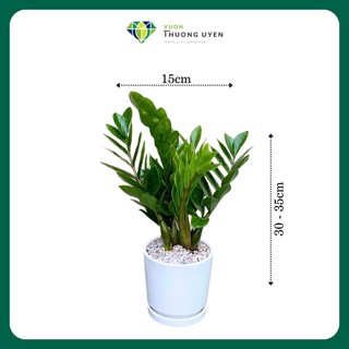 Cây Kim Phát Tài, cây Kim tiền (Sản phẩm đã bao gồm cây & chậu) cây nội thất, cây quà tặng,trang trí