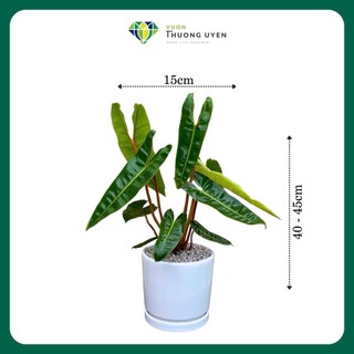 Cây Hạc Cam, (Sản phẩm đã bao gồm cây và chậu men kèm dĩa) Cây trang trí, Cây độc lạ, Cây để bàn