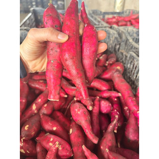 khoai lang nhật size nhỏ combo 2kg
