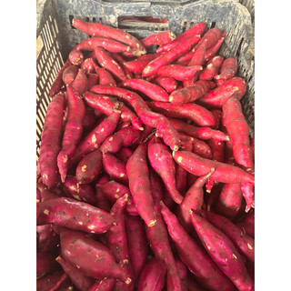 khoai lang nhật size nhỏ combo 2kg