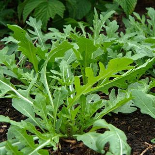 Hạt Giống Rau Thơm Wild Rocket Thích Nghi Mạnh, Nhanh Thu Hoạch