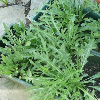 Hạt Giống Rau Thơm Wild Rocket Thích Nghi Mạnh, Nhanh Thu Hoạch