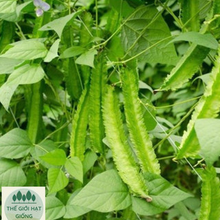 [Gói 10g] Hạt giống Đậu Rồng (đậu khế)