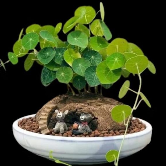 Củ bình vôi Thái Stephania erecta 🥭Củ đã ra lá🥭 củ chuẩn giống Thái, dễ trồng,dễ chăm, giá rẻ.