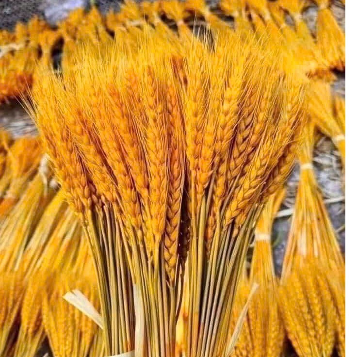 Bông Lúa Mạch Vàng trang trí -  Bó 100 Bông , Hoa Lúa Mạch Vàng (loại 1),Lúa Mạch Decor Trang Trí