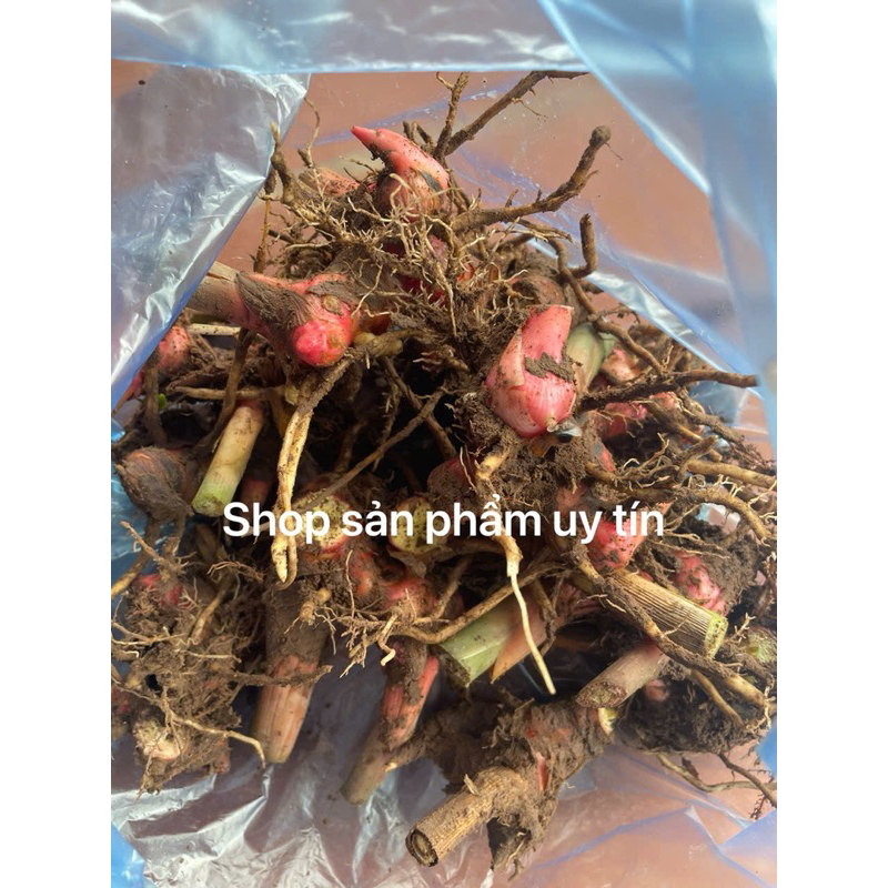 củ riềng giống(gia vị  nấu ăn)