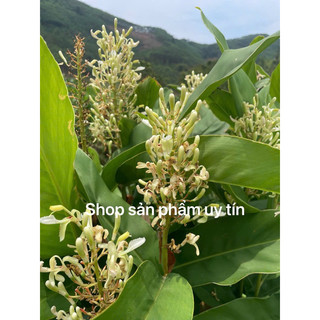 củ riềng giống(gia vị  nấu ăn)