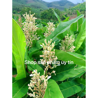 củ riềng giống(gia vị  nấu ăn)
