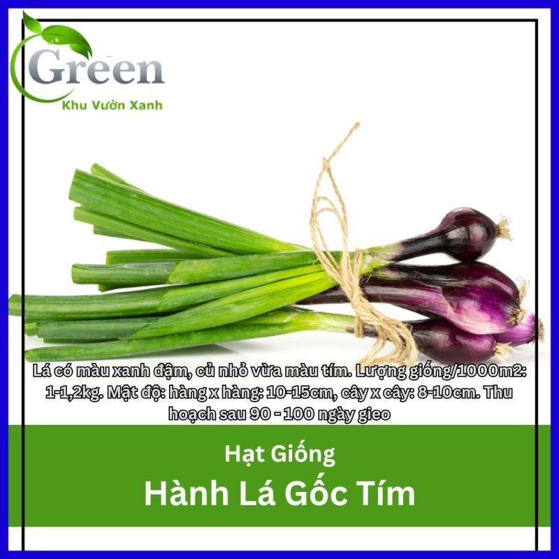 Hạt Giống Hành Lá Gốc Tím (Gói 2 gam ~ 300 hạt) Sinh Trưởng Mạnh, Cho Thu Hoạch Kéo Dài