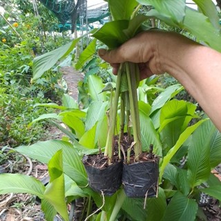 Combo 5 cây củ lùn giống.
