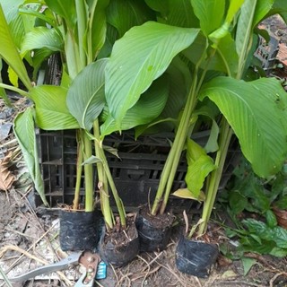 Combo 5 cây củ lùn giống.