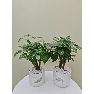 (Ship toàn quốc) Cây hạnh phúc thân gỗ để bàn kèm chậu sứ cao 30-35cm