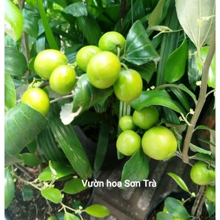 (VHST giao trong ngày) CÂY TÁO THÁI đang hoa/trái.