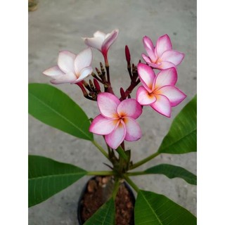 Cây Sứ Đại Đỏ Ấn Độ
