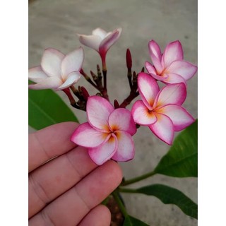 Cây Sứ Đại Đỏ Ấn Độ