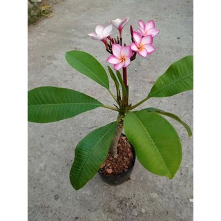 Cây Sứ Đại Đỏ Ấn Độ