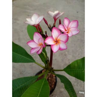 Cây Sứ Đại Đỏ Ấn Độ