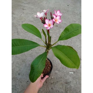 Cây Sứ Đại Đỏ Ấn Độ