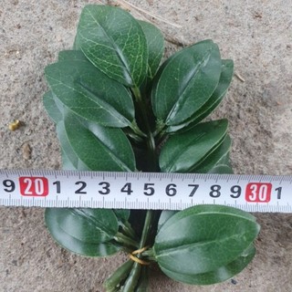 Combo 3 bó (30 lá) lợp lồng bẩy chim.