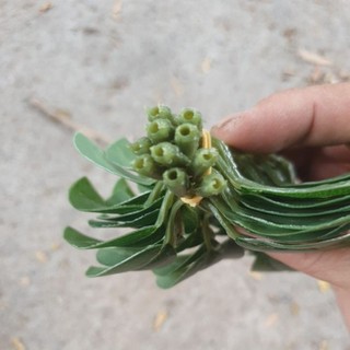 Combo 3 bó (30 lá) lợp lồng bẩy chim.