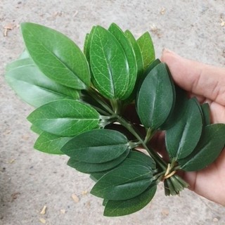 Combo 3 bó (30 lá) lợp lồng bẩy chim.
