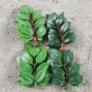 Combo 3 bó (30 lá) lợp lồng bẩy chim.