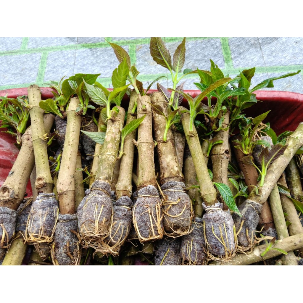 20 cây chè khổng lồ( chè đại)